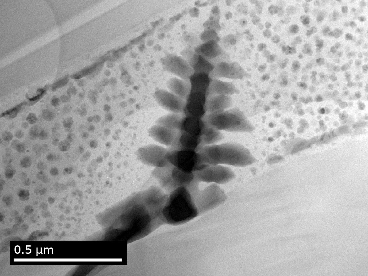 Electron microscopy of a dendritic crystal surrounded by nanolites in volcanic glass
